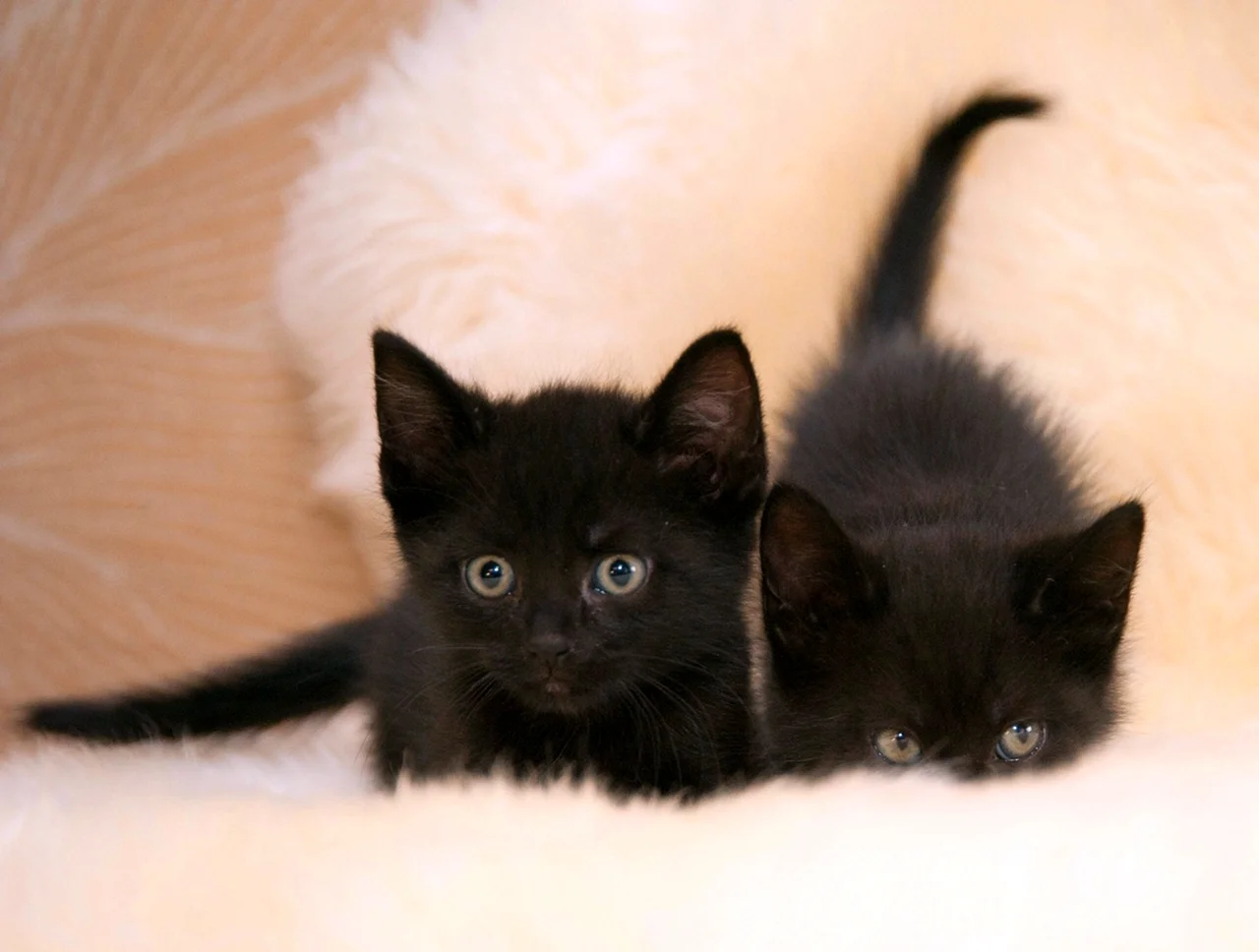 Маленький черный котенок