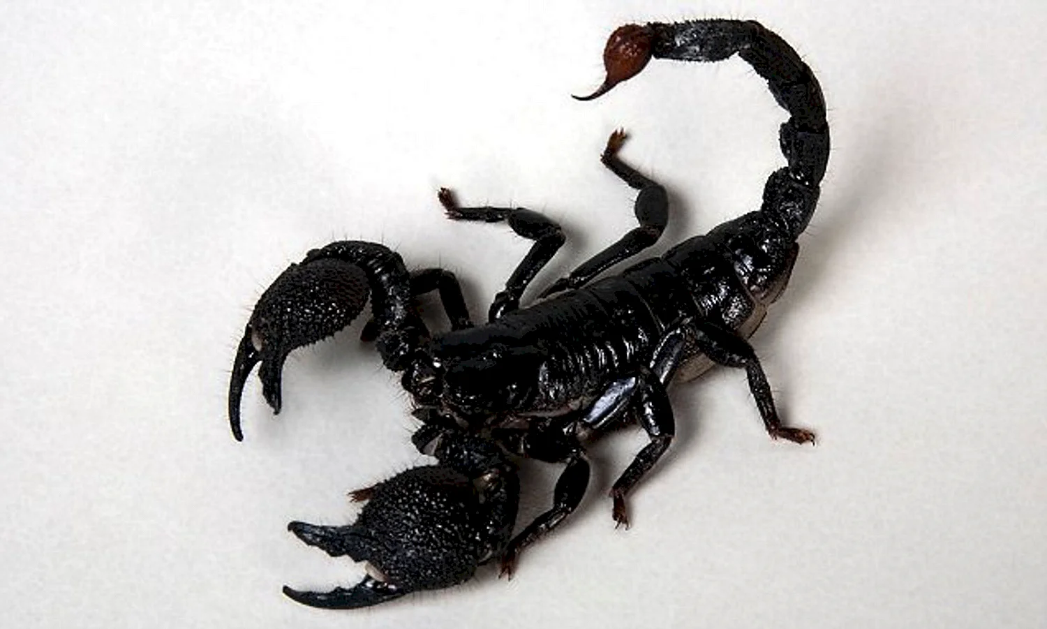 Маленький черный Скорпион