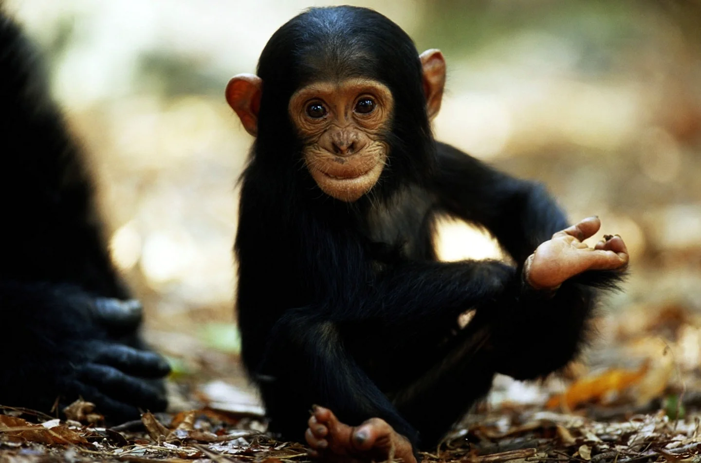 Маленький шимпанзе
