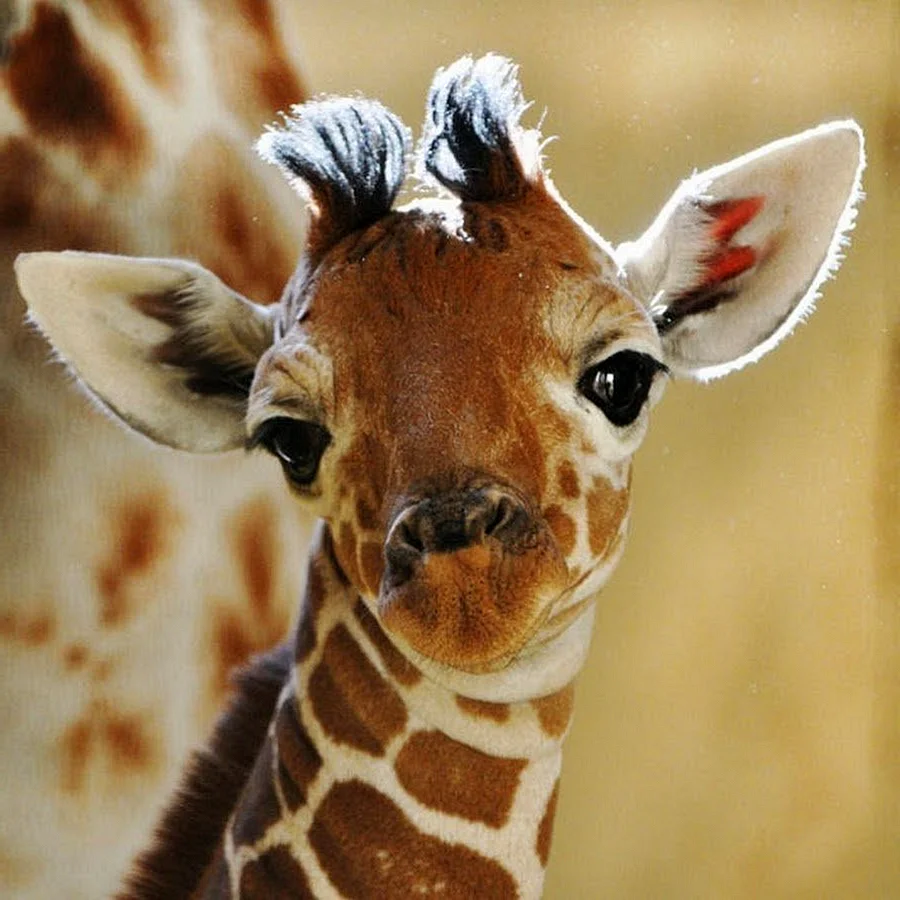 Маленький Жираф