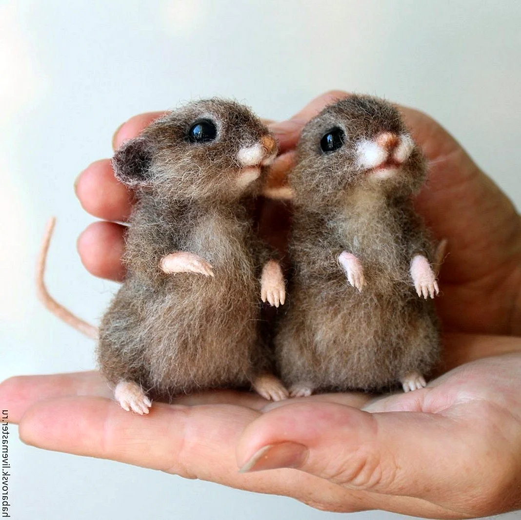 Маленьких мышек