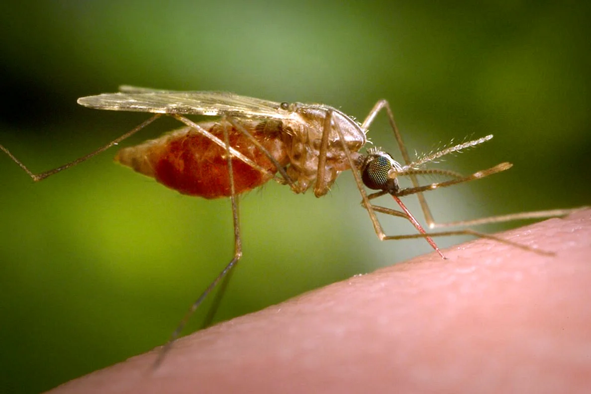 Малярийный комар анофелес