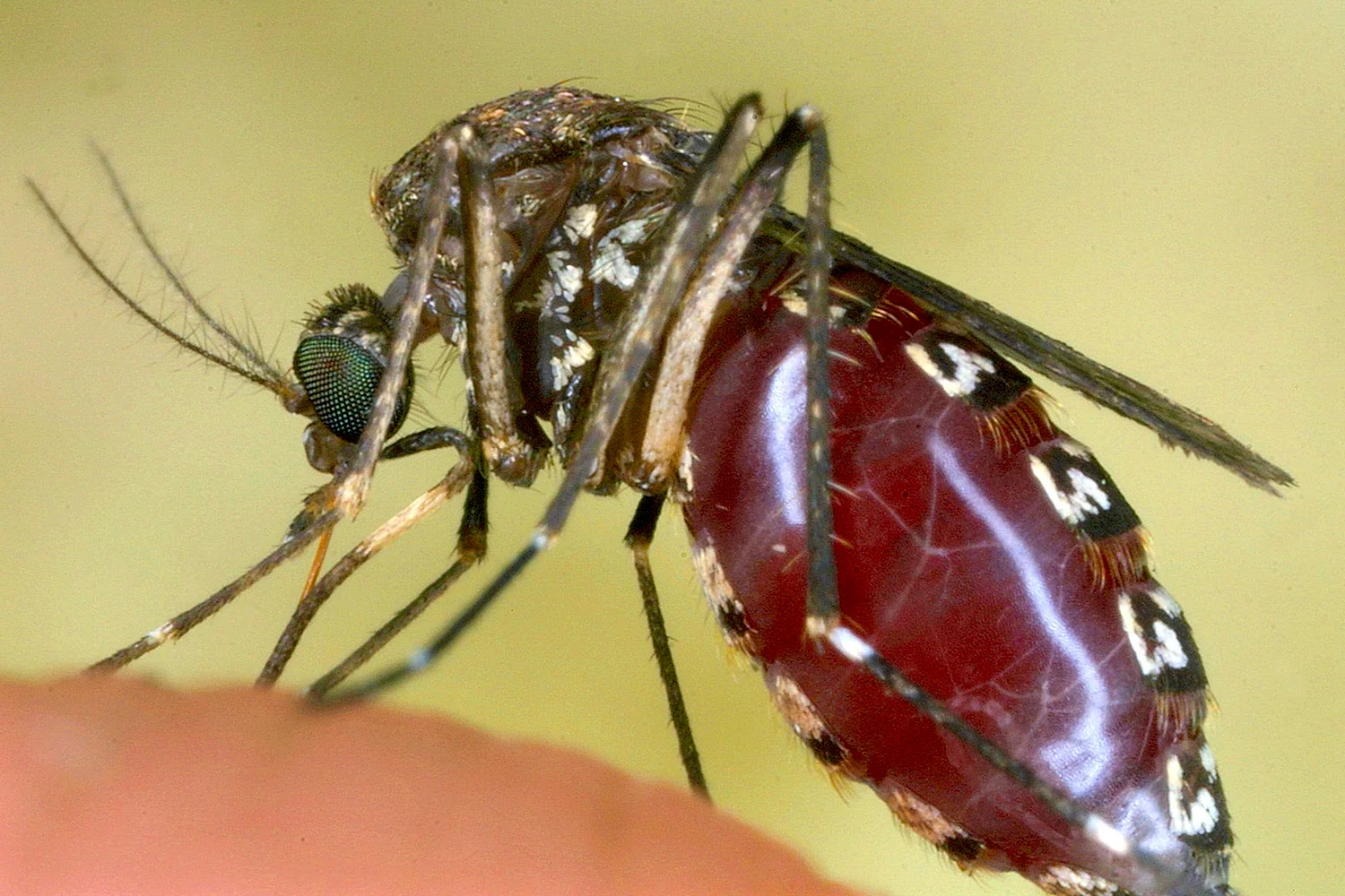 Малярийный комар анофелес
