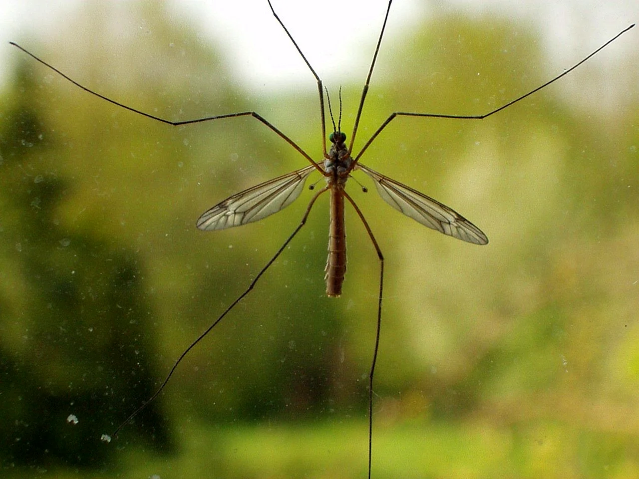 Малярийный комар долгоножка