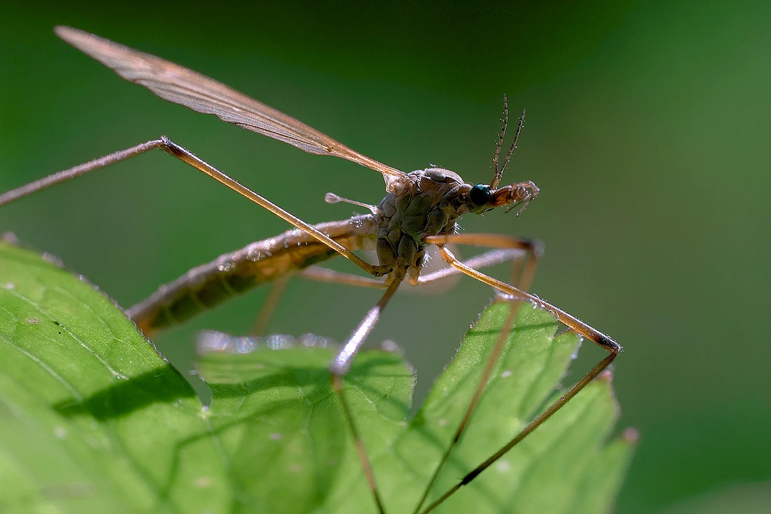 Малярийный комар долгоножка