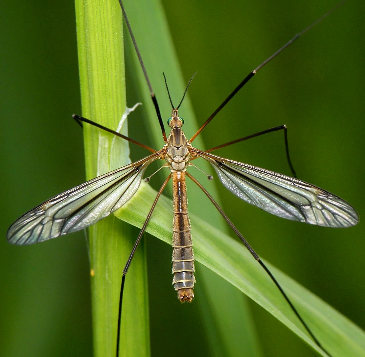 Малярийный комар долгоножка самец