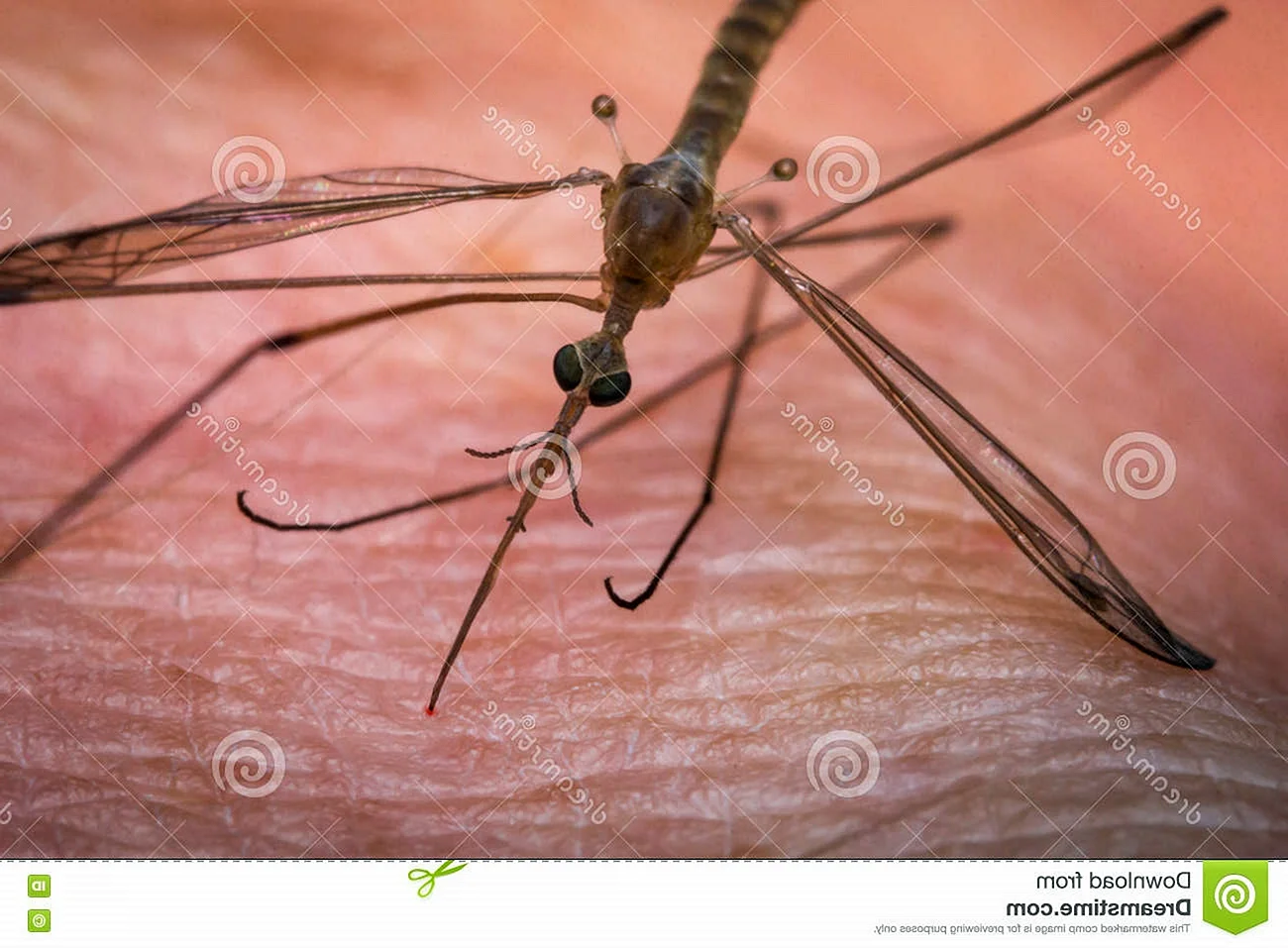 Малярийный комар огромный