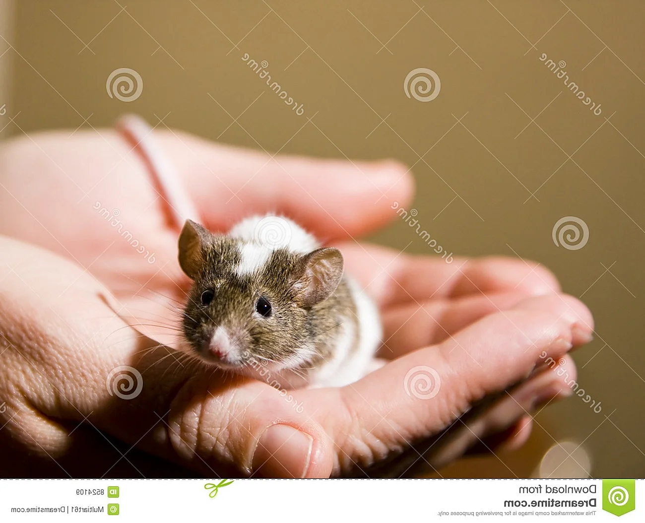 Малюсенькая мышка
