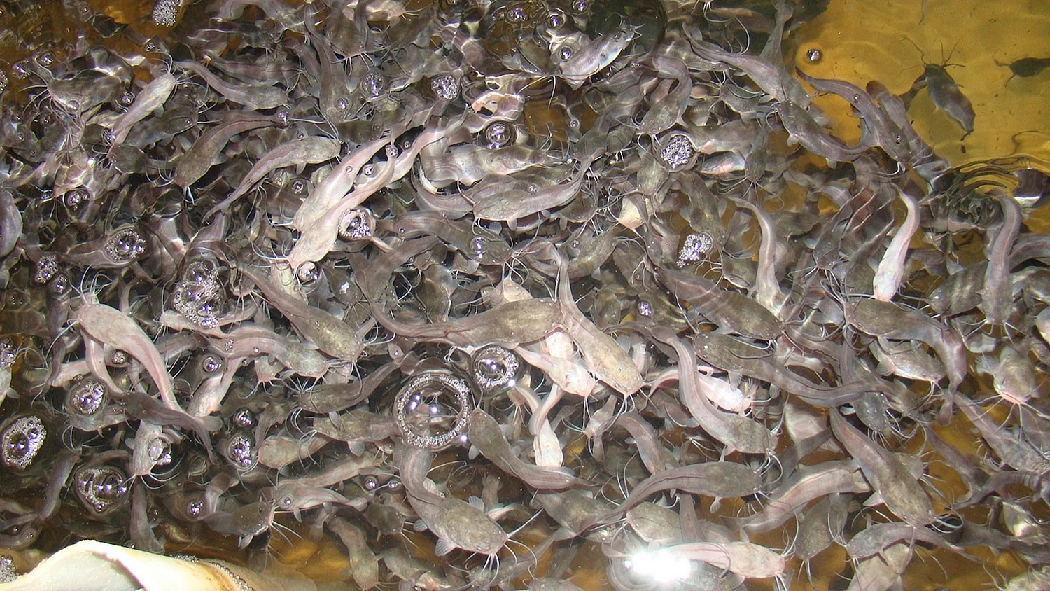 Мальки морских рыб