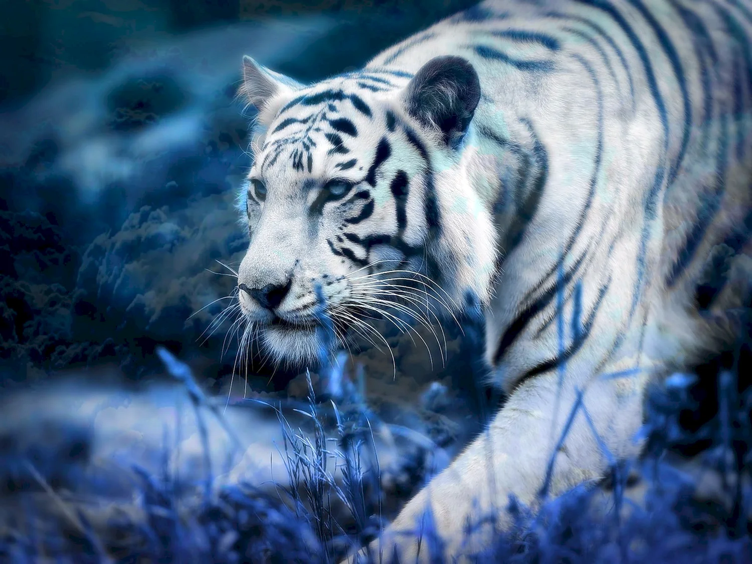 Мальтийский голубой тигр