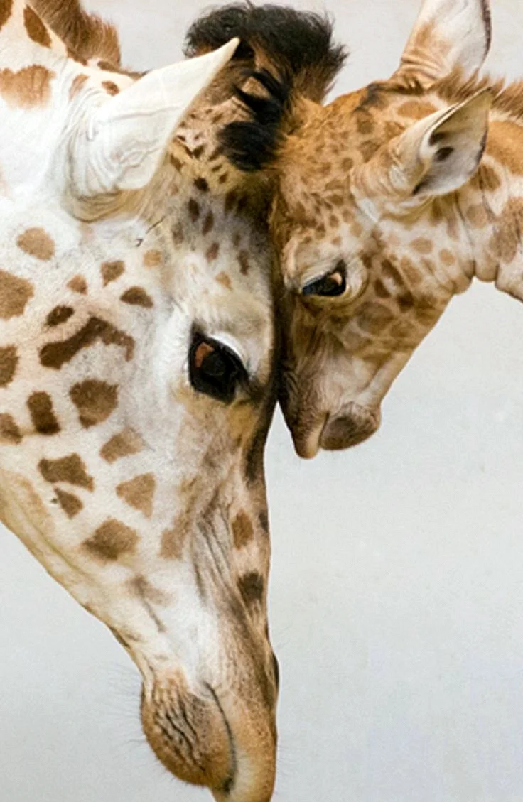 Мама и малыш Жирафы