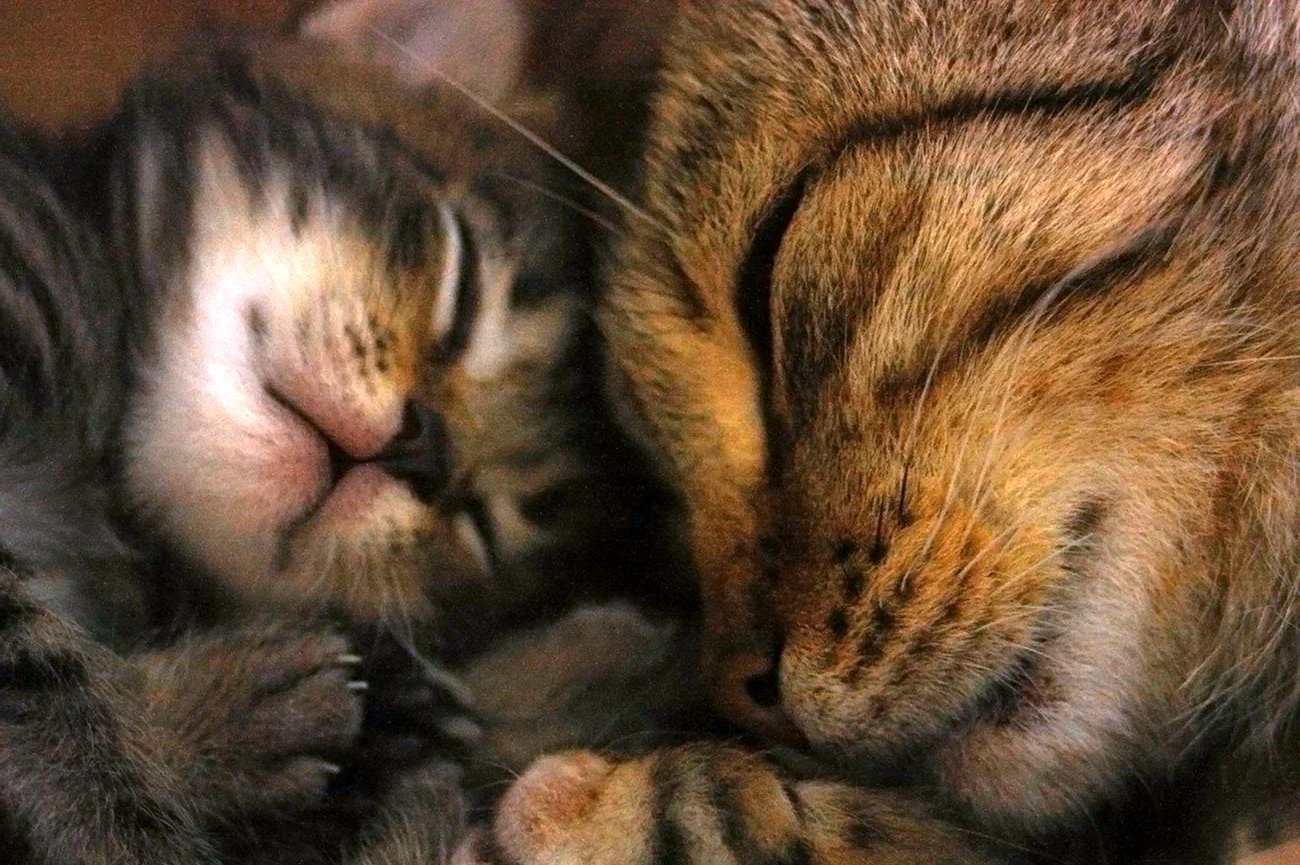 Мама кошка спит с котёнком