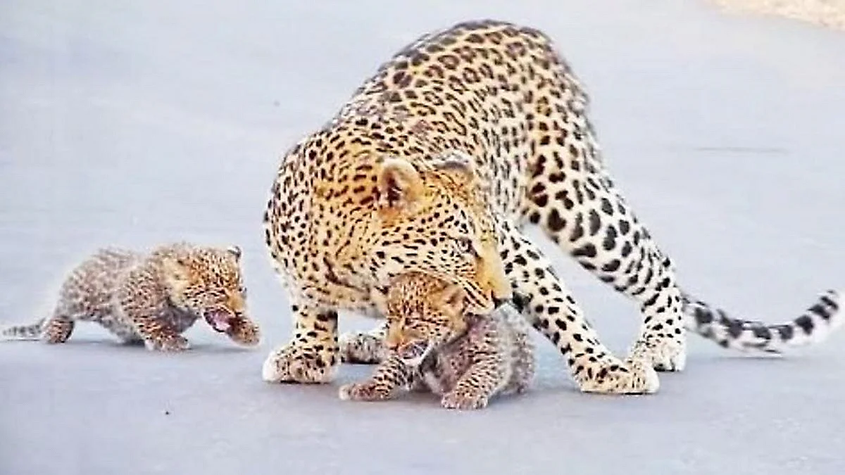 Мама леопард