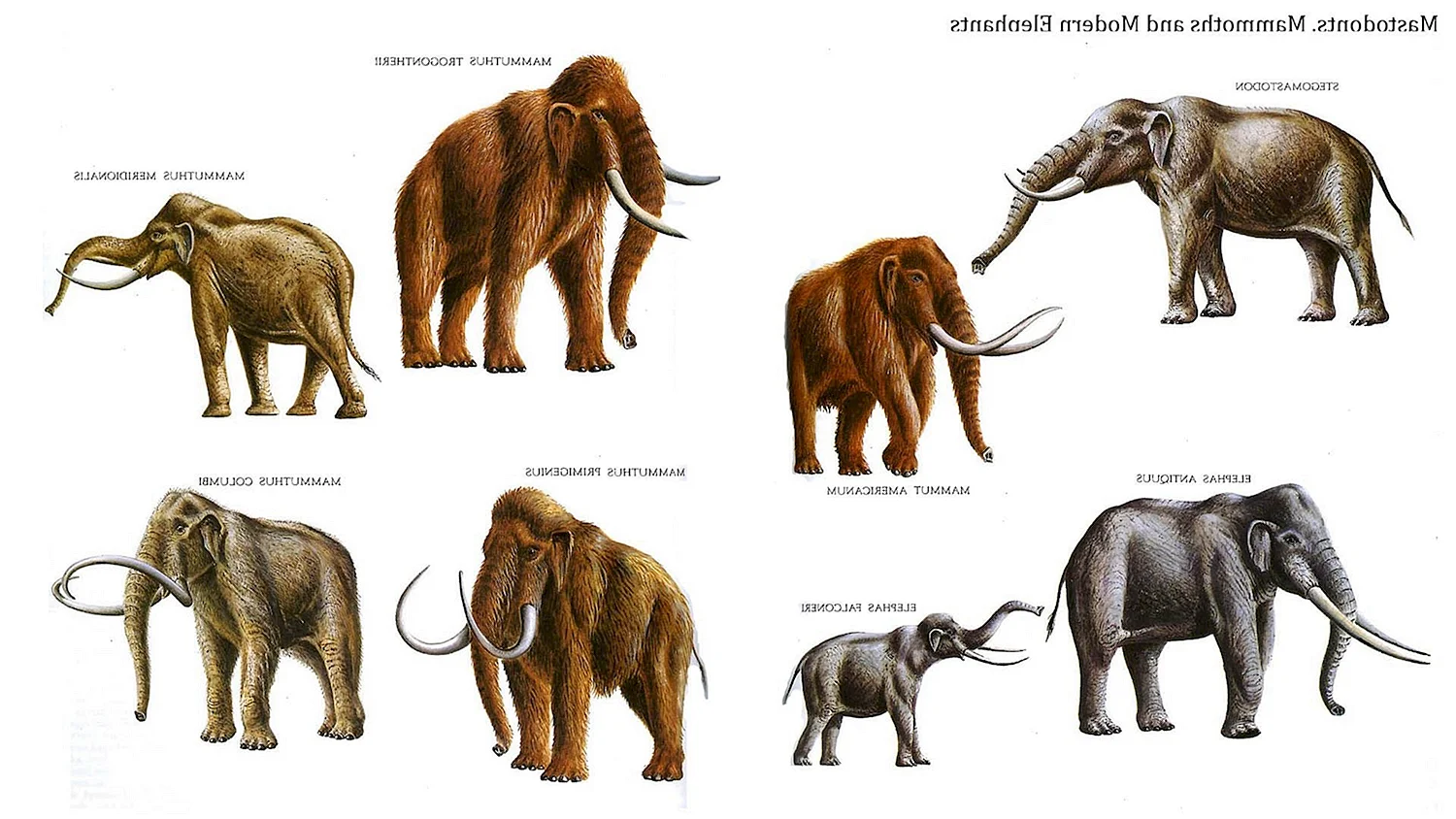 Мамонт мастодонт и слон
