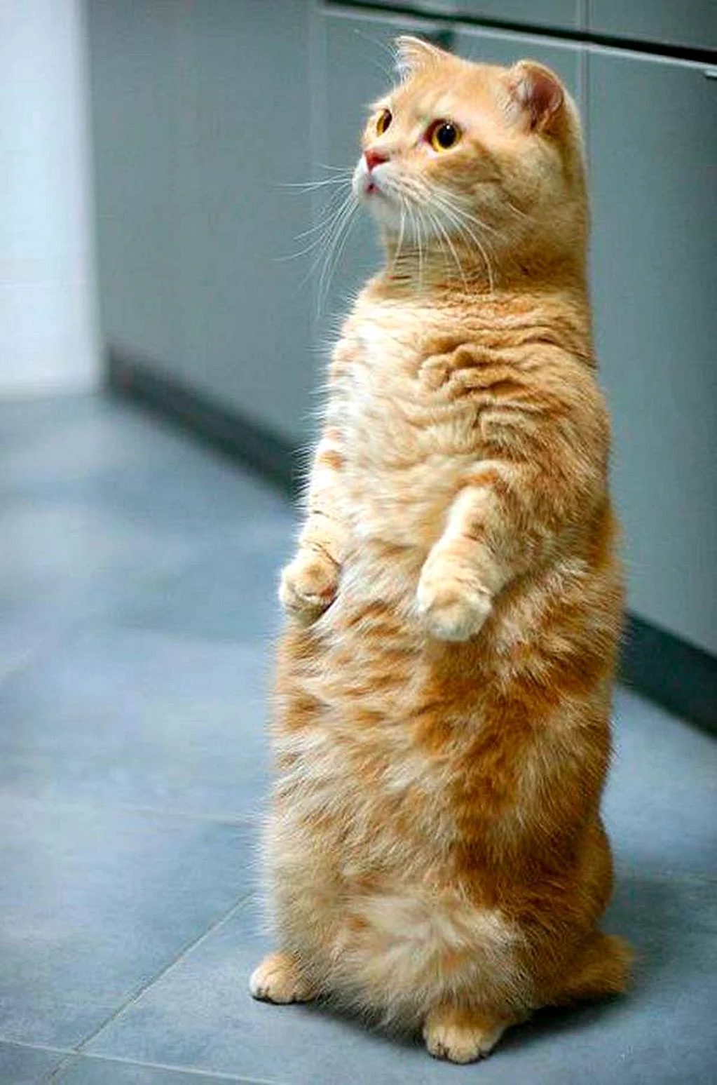 Котик на задних лапках. Манчкин кот. Манчкин (порода кошек). Котики породы Манчкин. Коротколапые котята Манчкин.