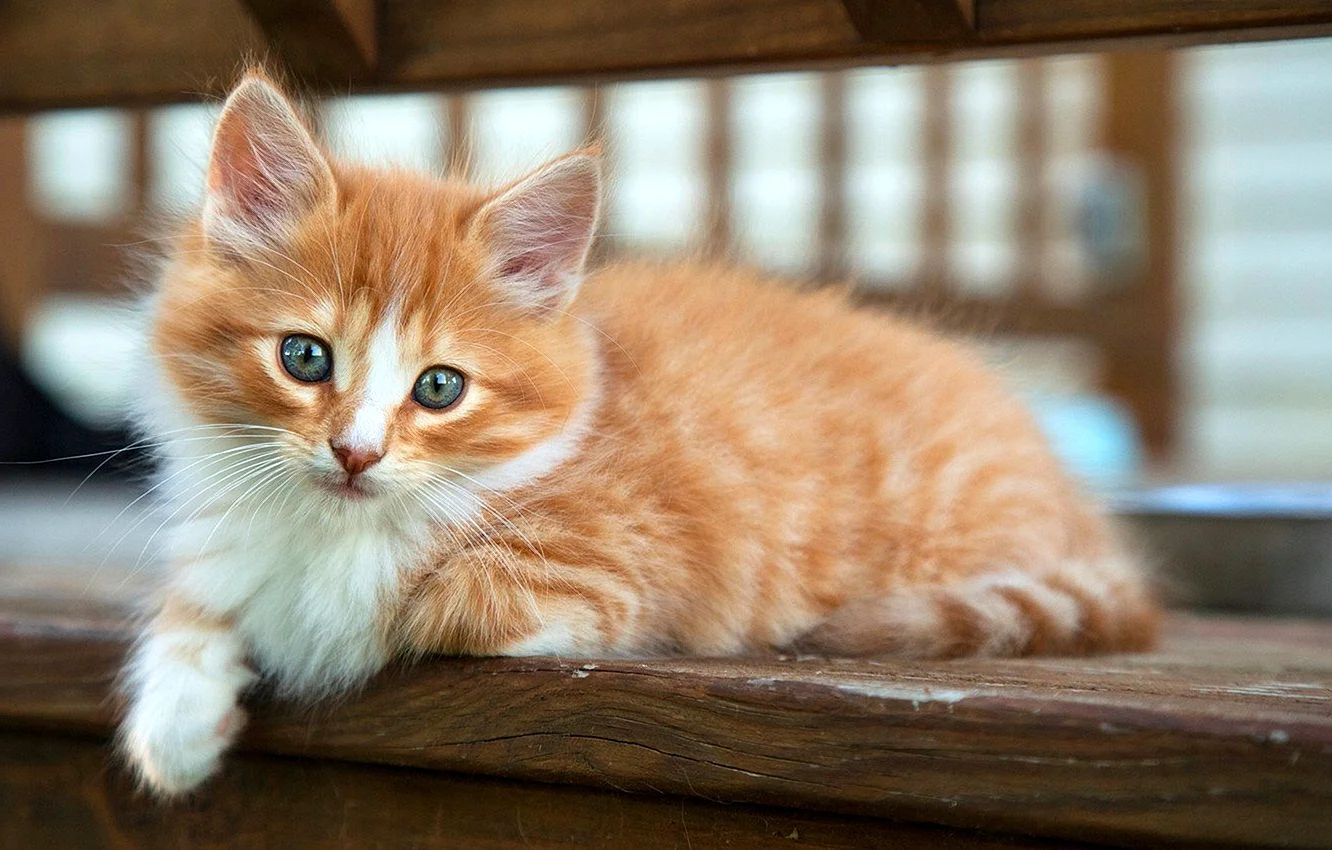 Манчкин кошка рыжая