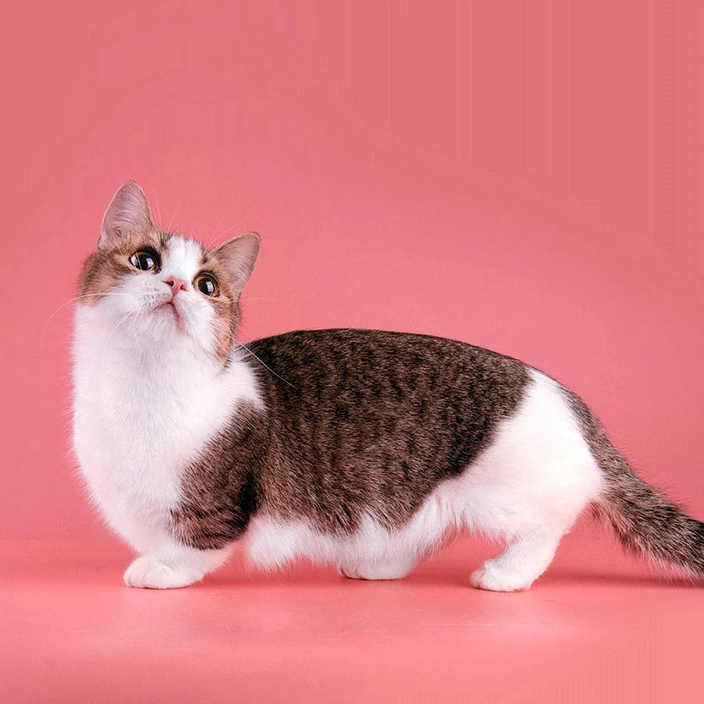 породы коротколапых кошек с фотографиями и названиями
