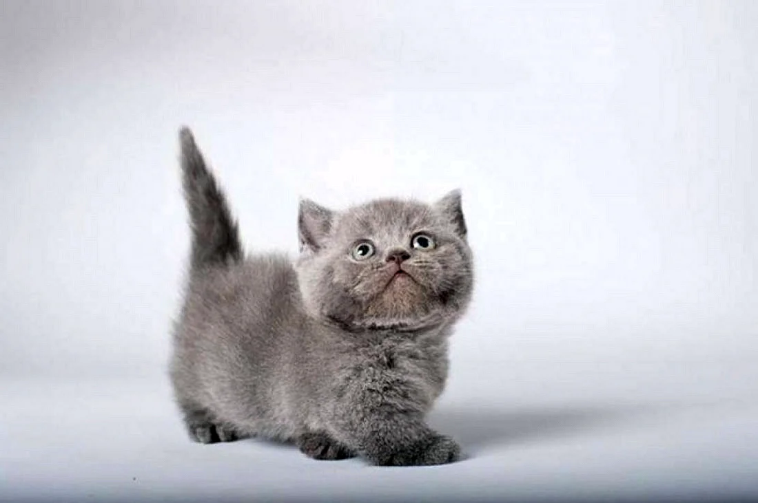 Манчкин кот серый