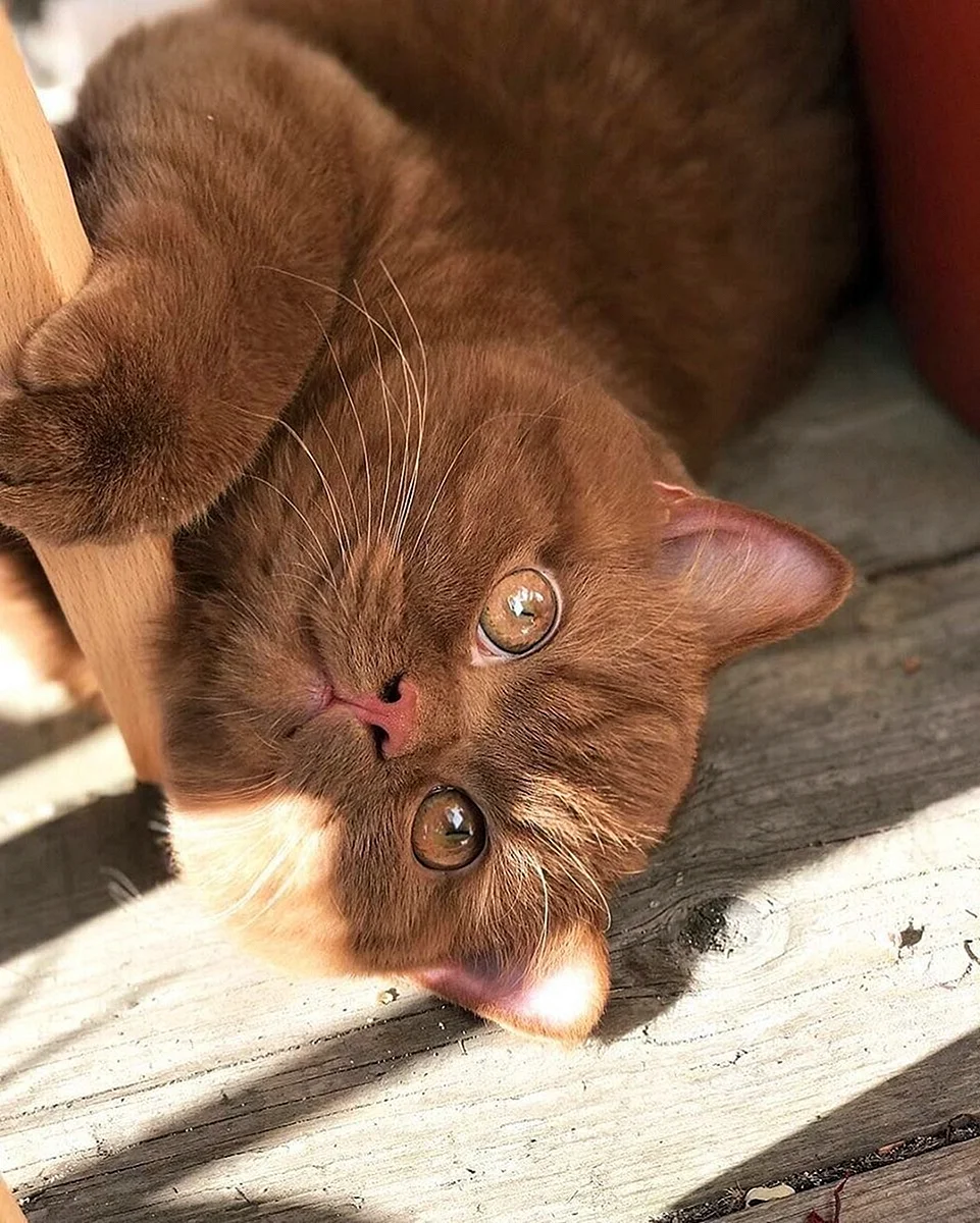 Манчкин кот шоколадный