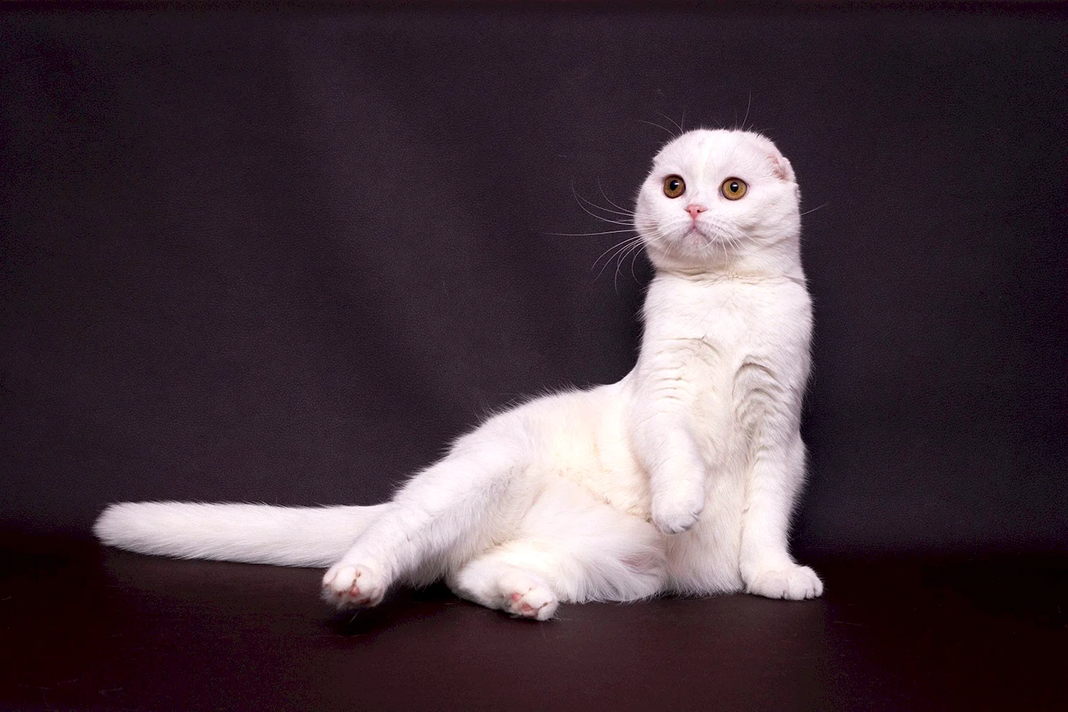 Манчкин кот вислоухий белый