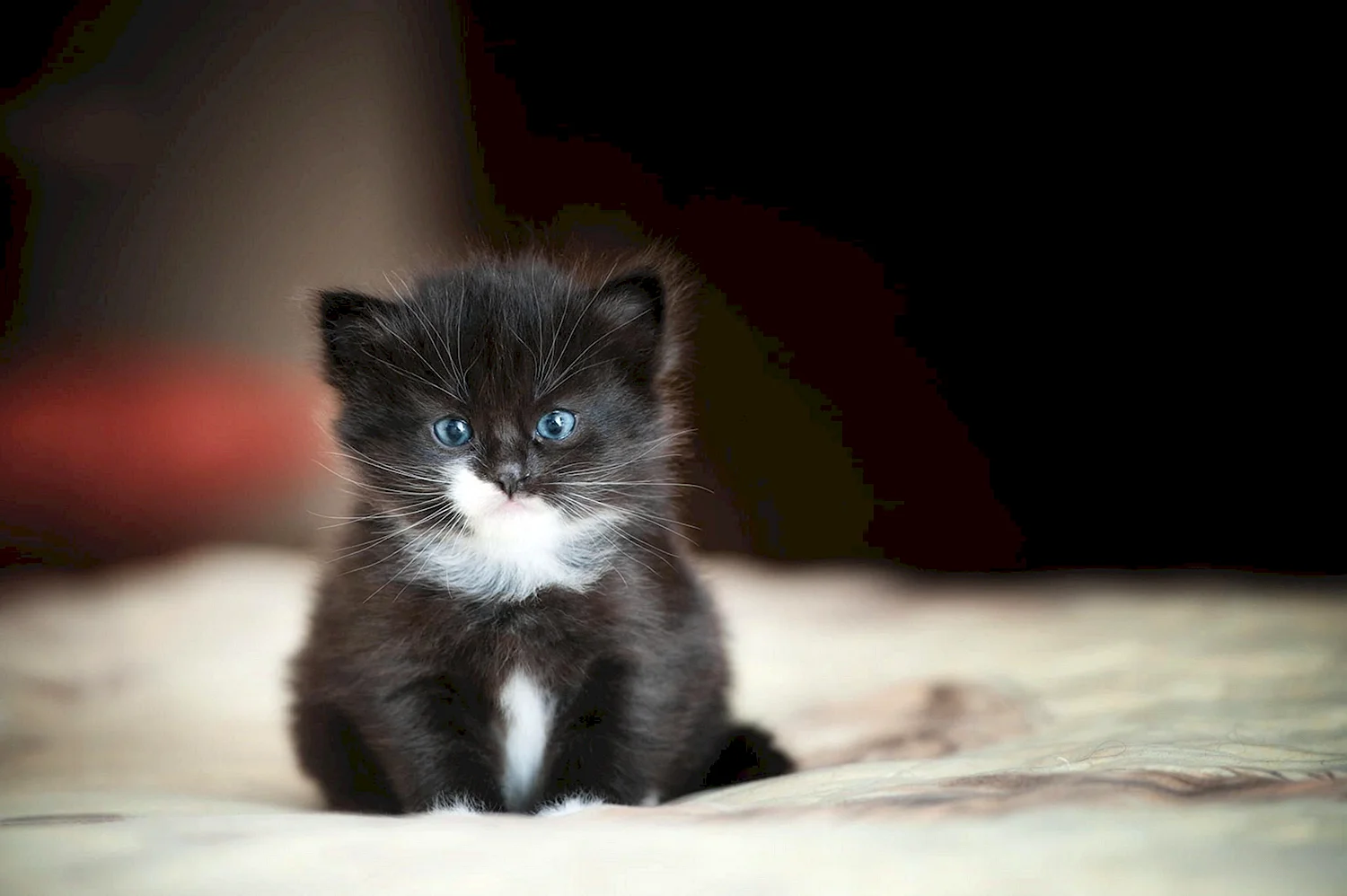 Манчкин котенок черный