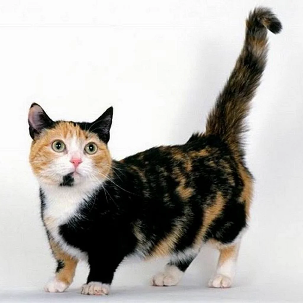 Short кот. Манчкин (порода кошек). Коротколапые коты порода Манчкин. Манчкин кошка трехцветная. Манчкин полосатый.