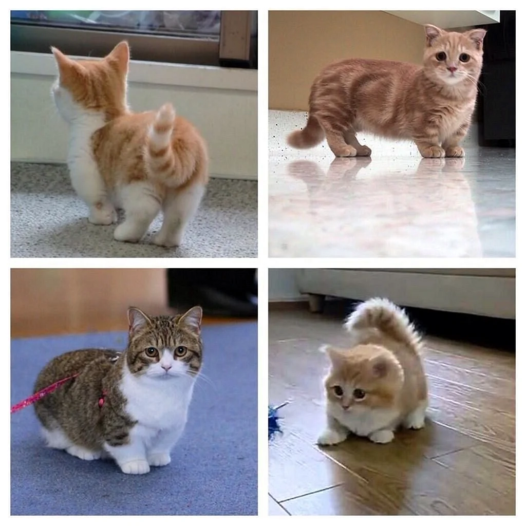 Манчкин порода кошек котята