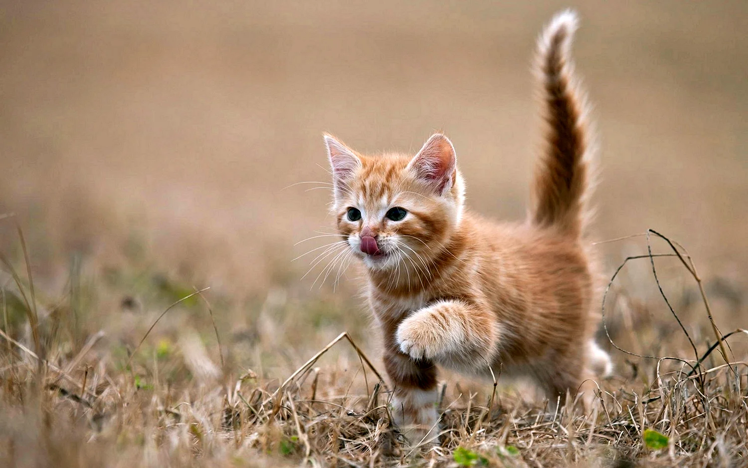Манчкин рыжий котенок