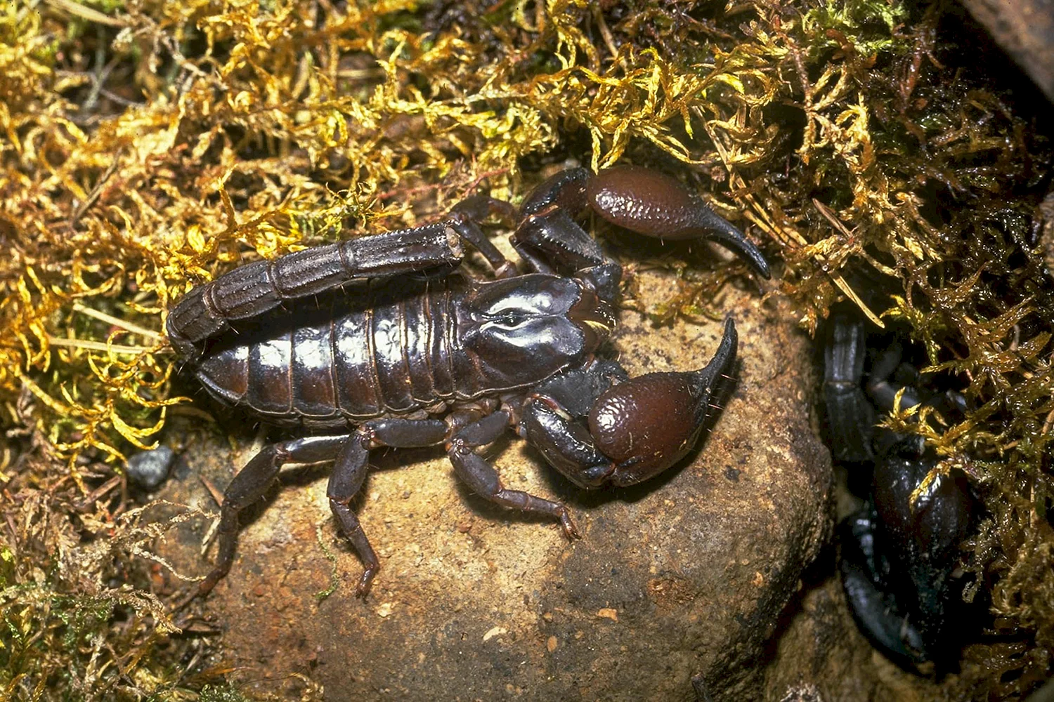 Маньчжурский Скорпион