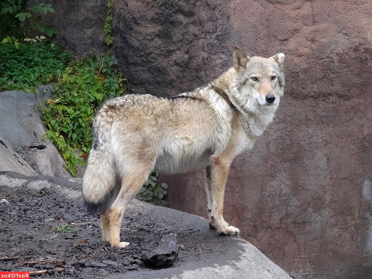 Манитобский волк