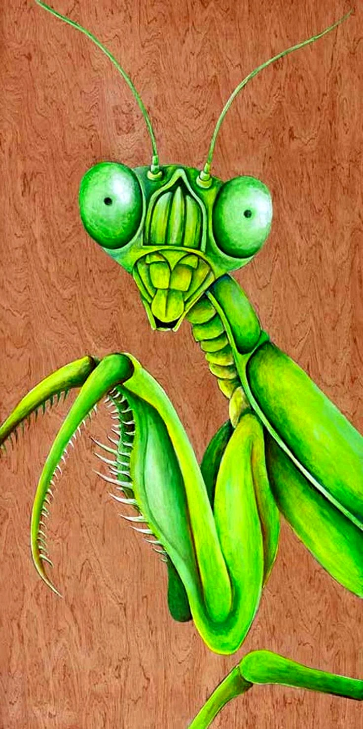 Mantis зеленая Art