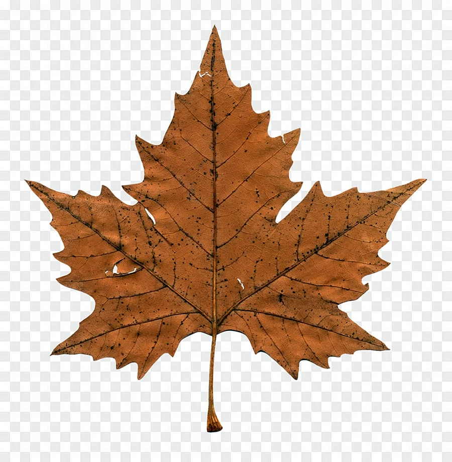 Maple кленовый лист