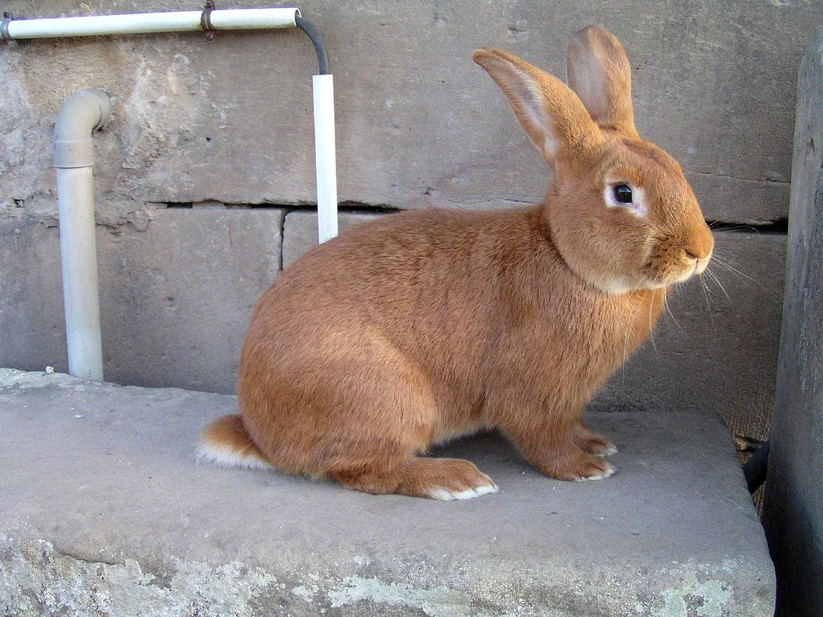 Мардер кролик