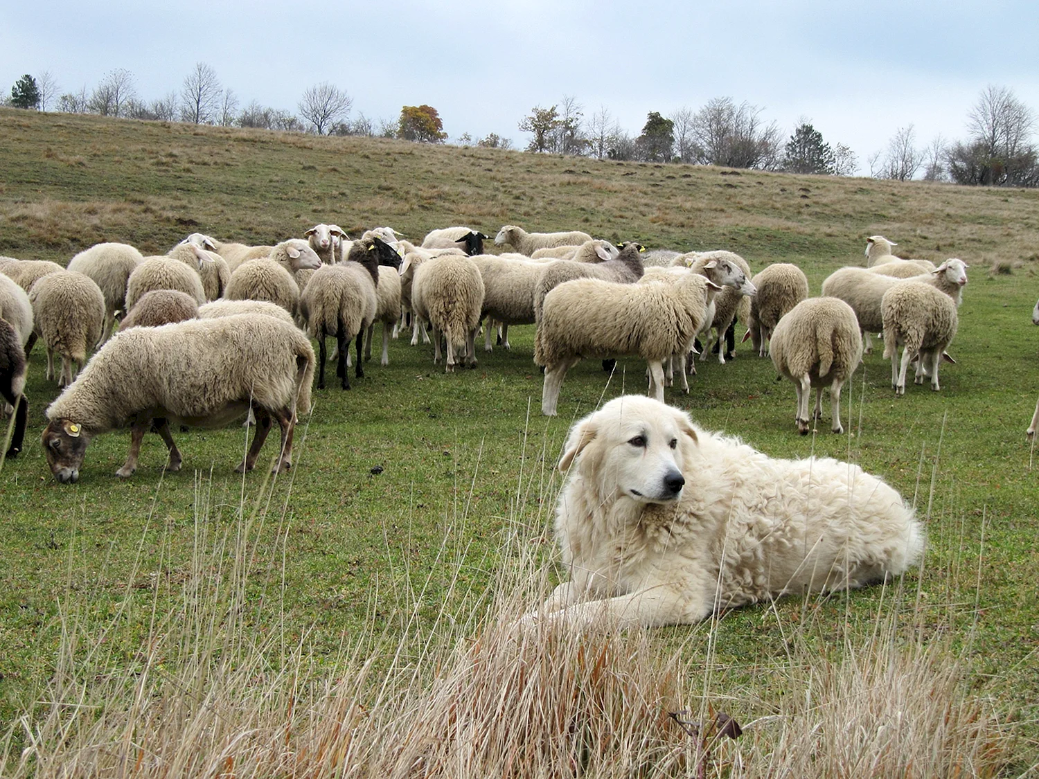 Мареммо-абруццкая овчарка охраняет Отару овец