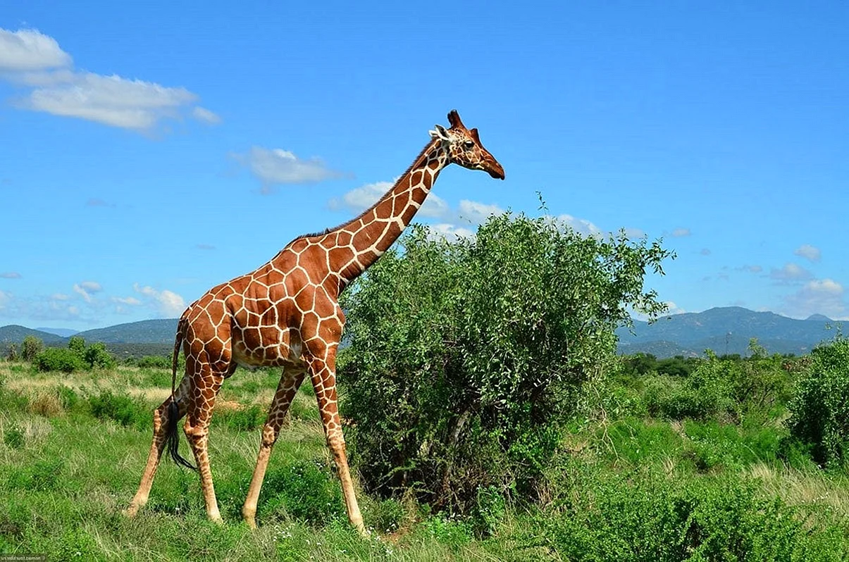 Масайский Жираф