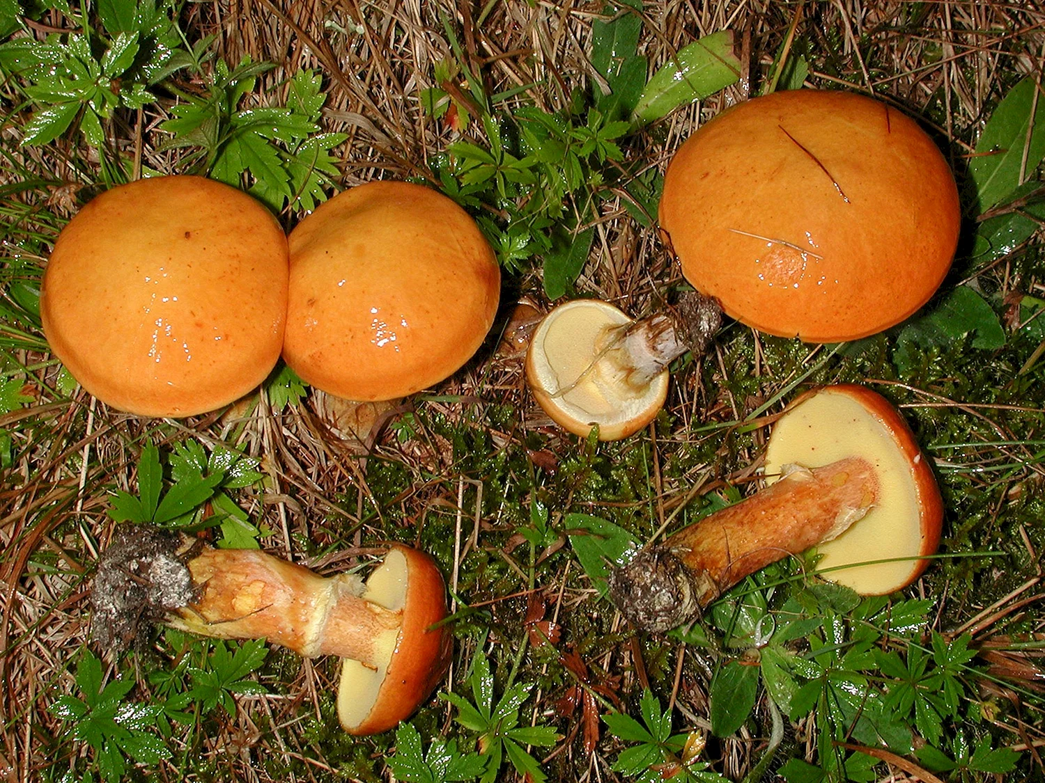 Маслята грибы несъедобные