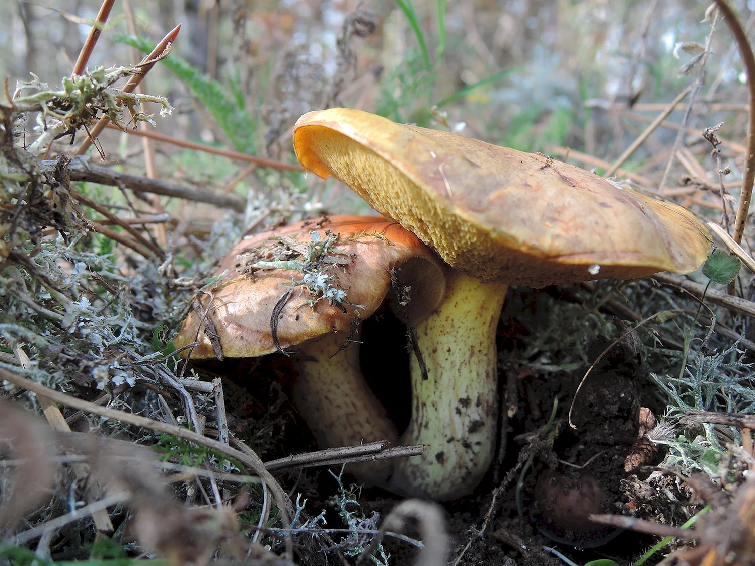 Маслята грибы в Крыму