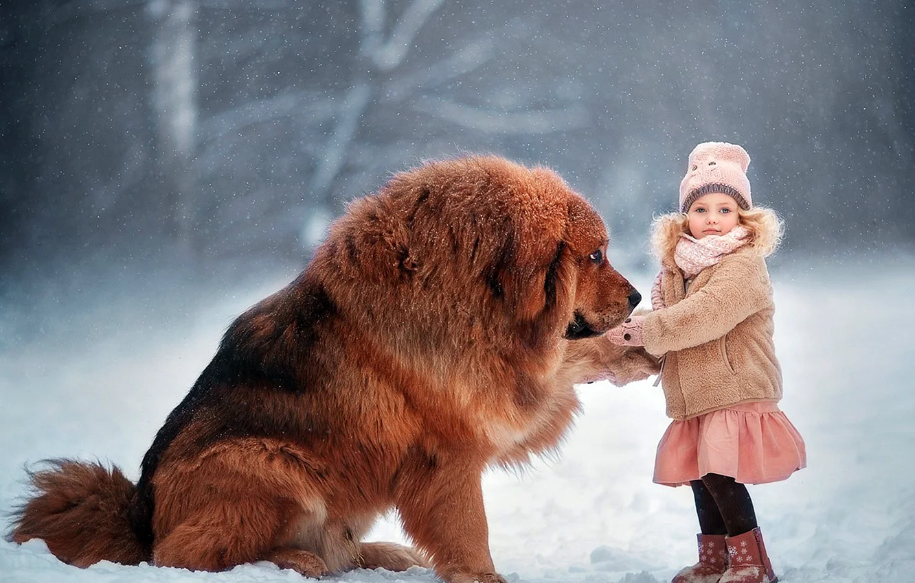 Мастиф собака тибетский с человеком