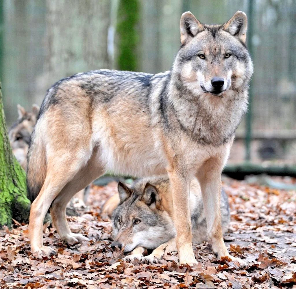Матерый волк