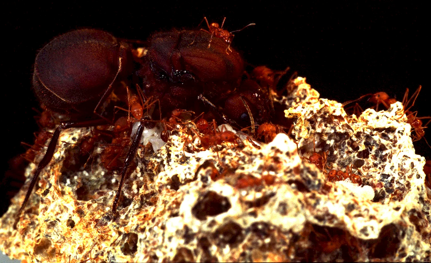 Матка муравьев атта