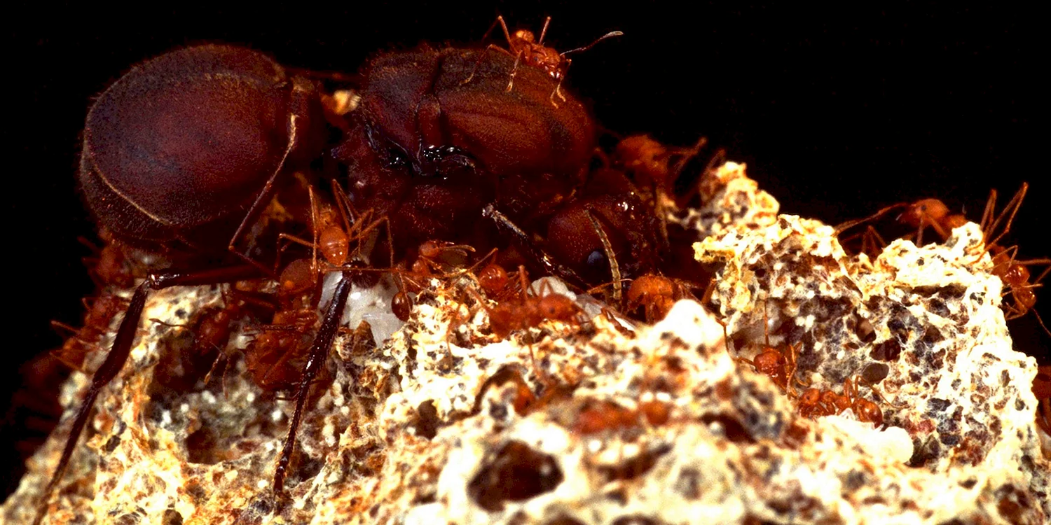 Матка муравьев атта