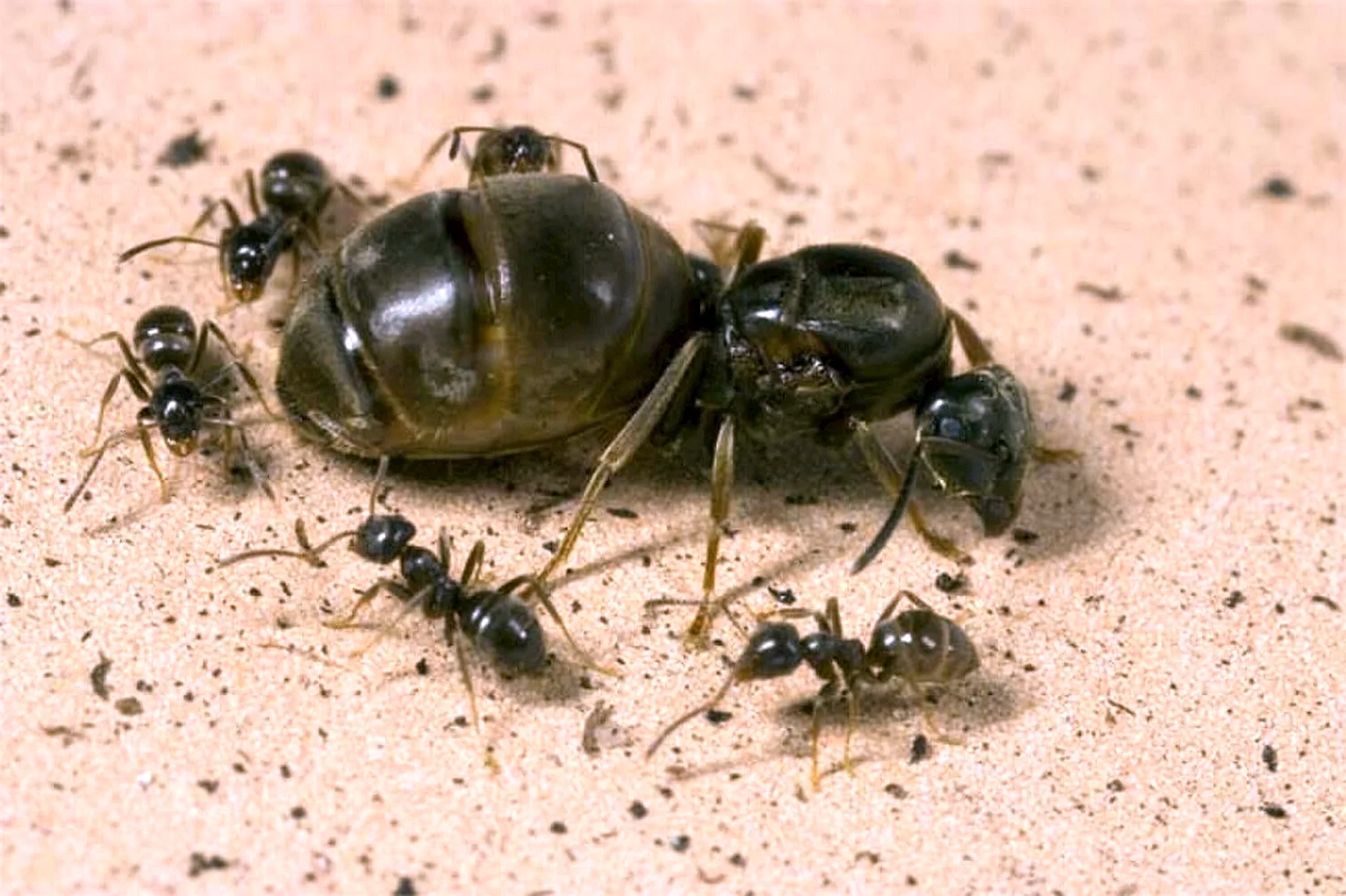 Матка муравья атта