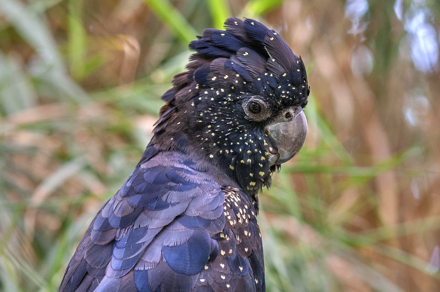 Маврикийский чубатый попугай
