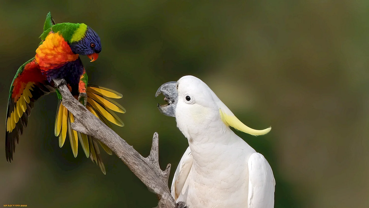 Маврикийский кольчатый попугай