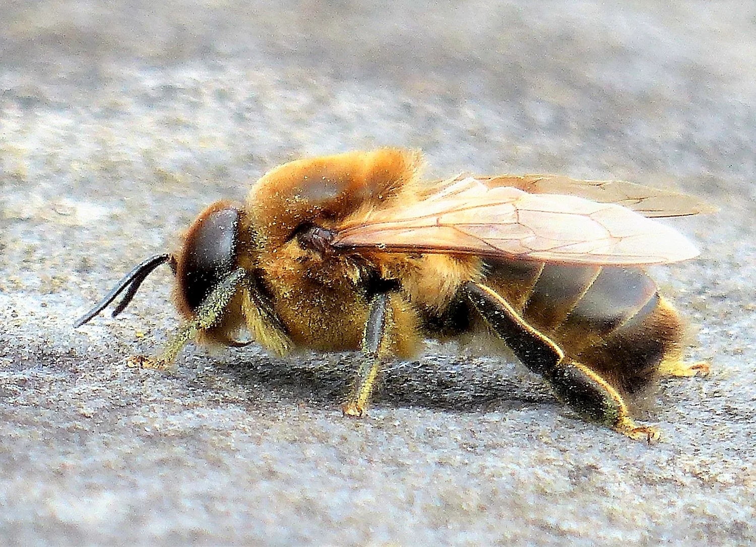 Медоносная пчела трутень