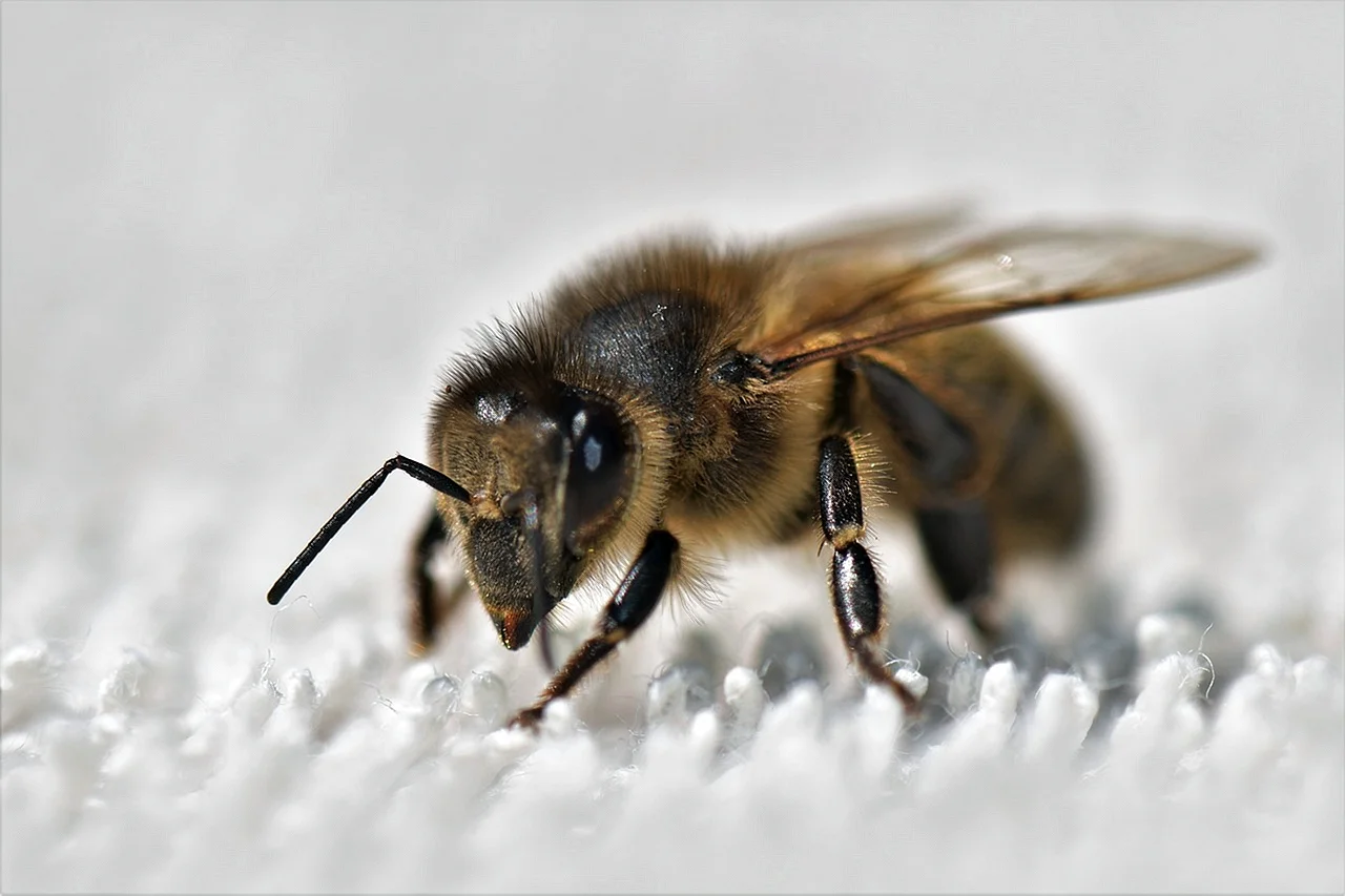 Медоносная пчела трутень