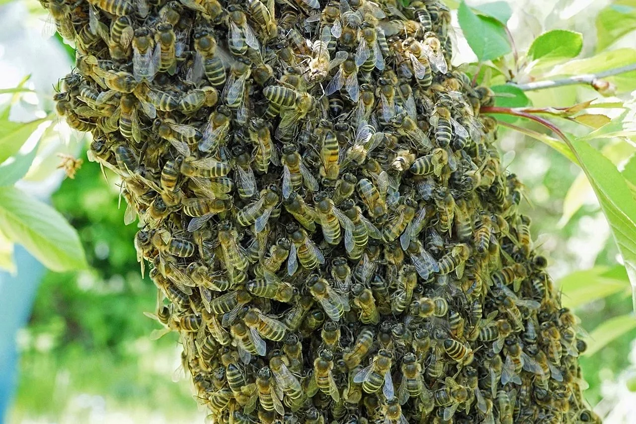 Медоносные пчелы Рой