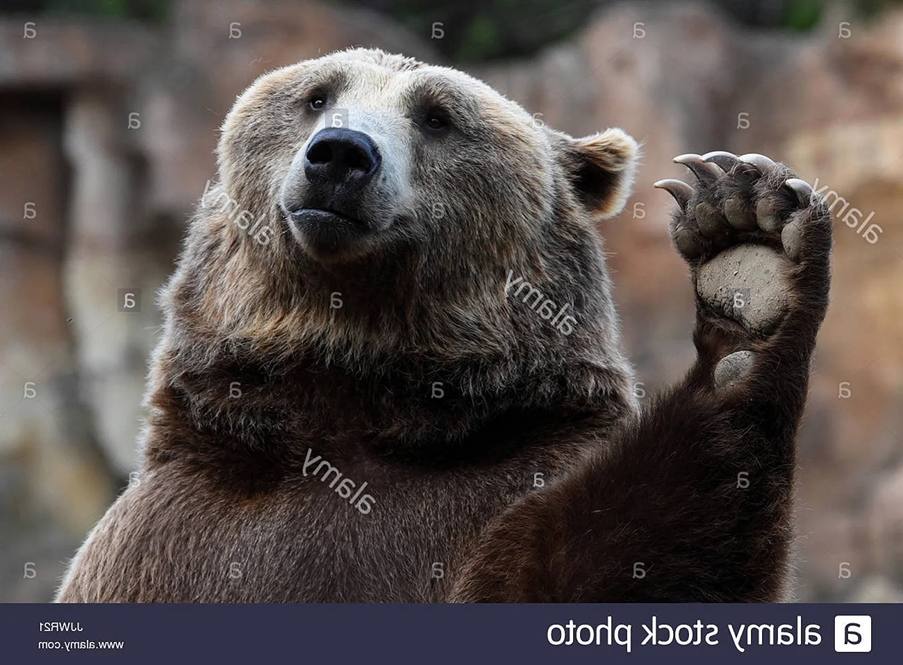 Медведь