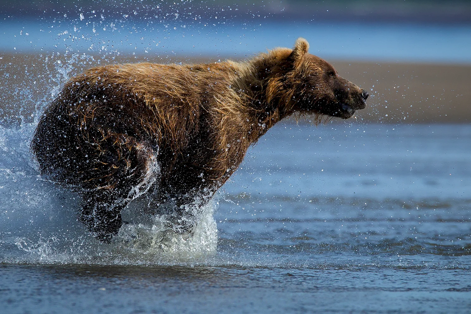 Медведь бежит вид сбоку