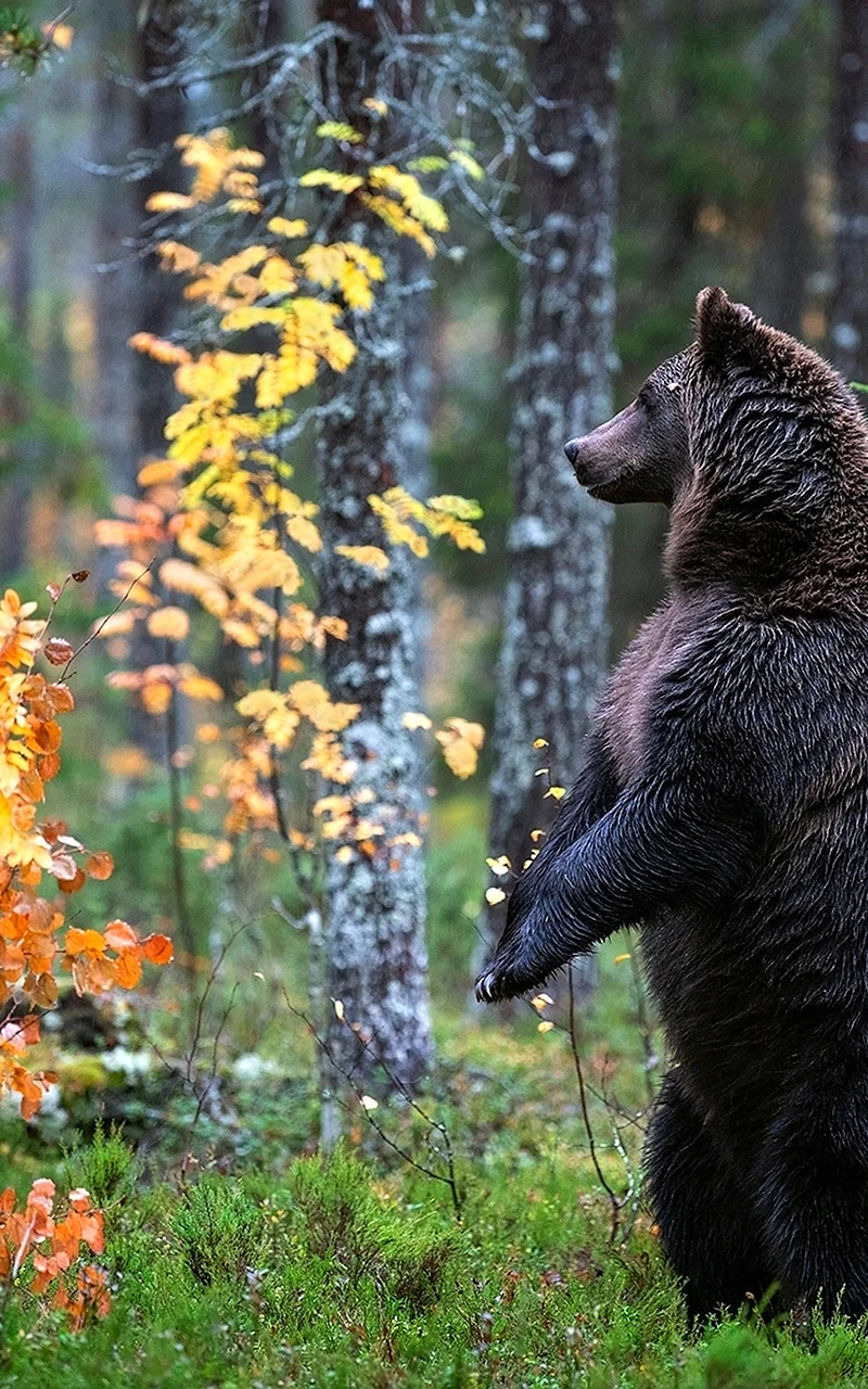 Медведь бурый леса Удмуртии